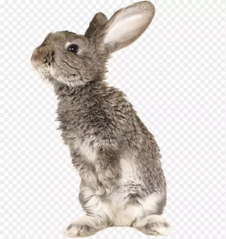 兔猫宠物夹艺术-灰兔