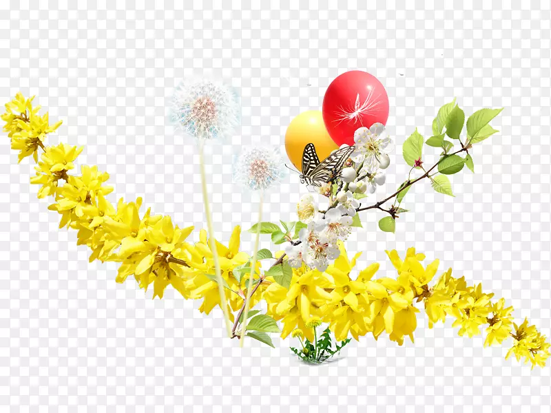 花卉设计蒲公英信息蒲公英和黄色