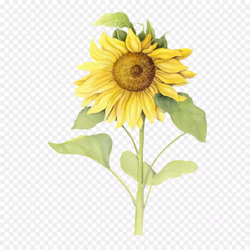 下载图标-黄色向日葵