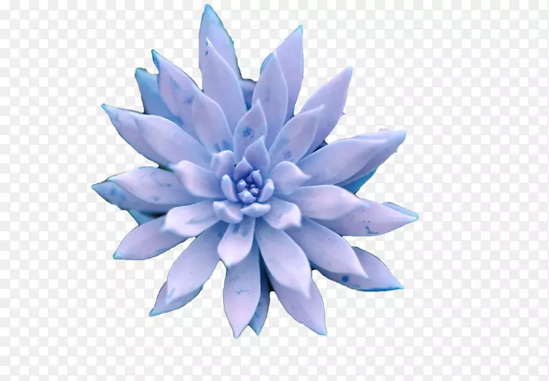 肉质植物花瓣蓝植物