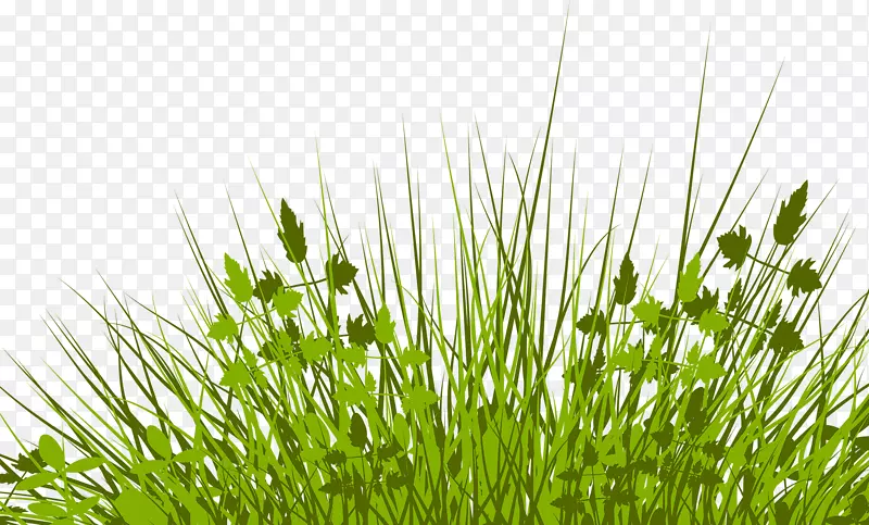 草坪版税-免费摄影插图-漂亮的草
