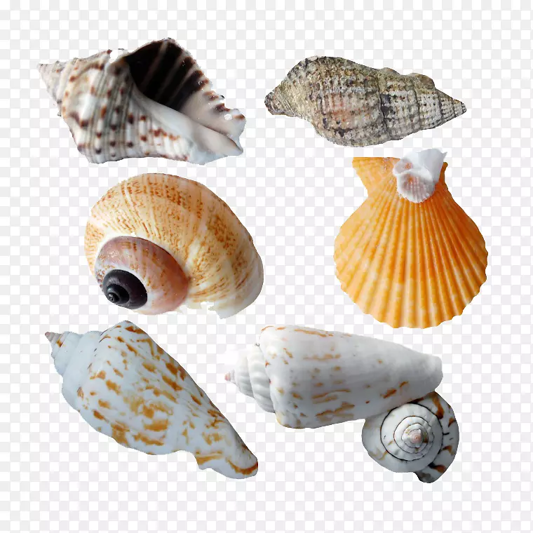 海螺软体动物夹艺术-海螺创意照片