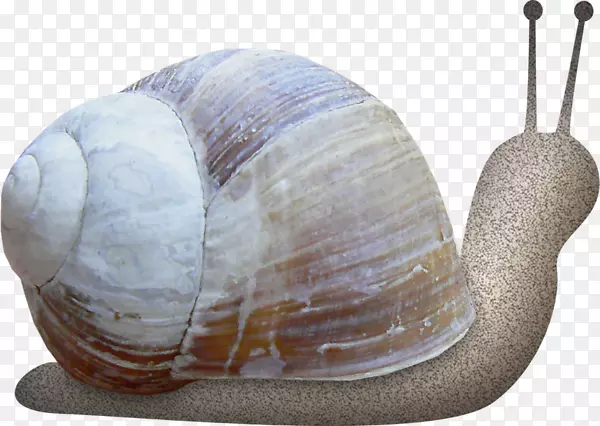 螺-手绘蜗牛