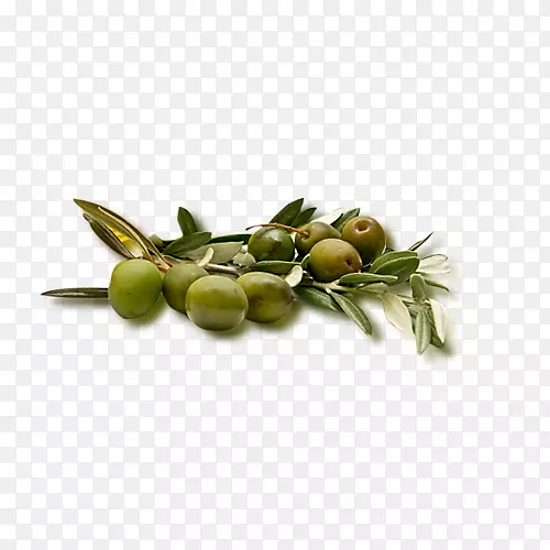 橄榄果图标-橄榄