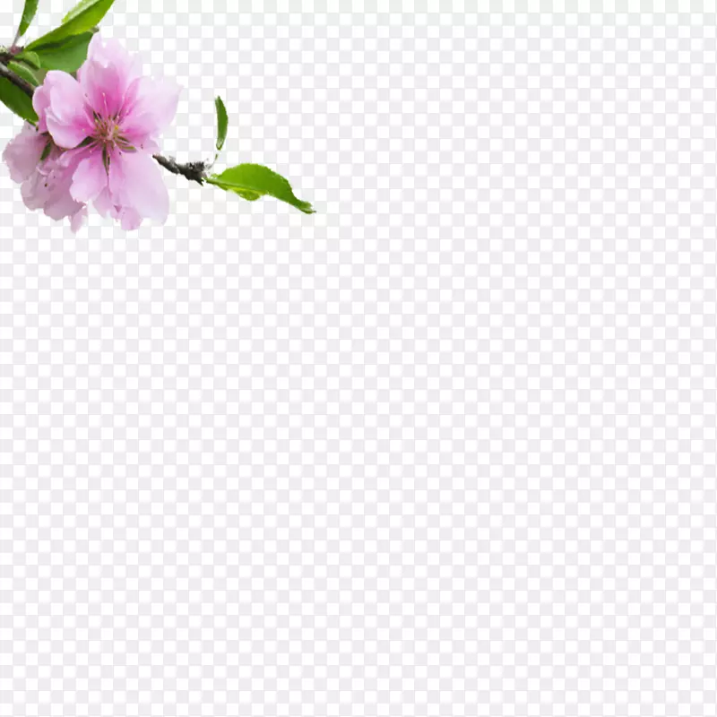 桃花花瓣谷歌图片-新鲜桃花节桃花