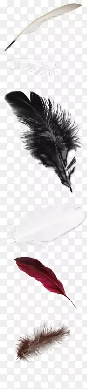 羽毛白色壁纸-羽毛
