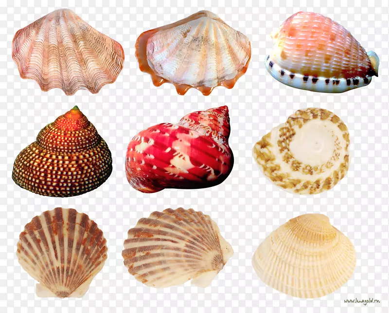 贝壳海螺学-创意扇贝海螺收藏