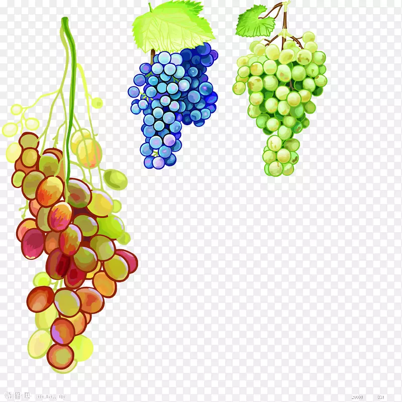 果汁葡萄水彩画-葡萄