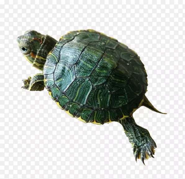 盒形海龟红耳滑块海龟常见的抓取龟-拉伸龟HD