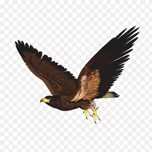 鹰鸟艺术剪贴画-棕色鹰