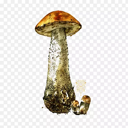 蘑菇水彩画插图.蘑菇图案