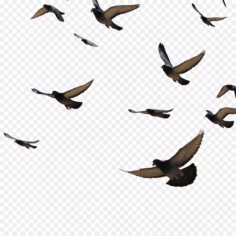 科伦比鸟夹艺术-羽毛和平，鸟，鸽子