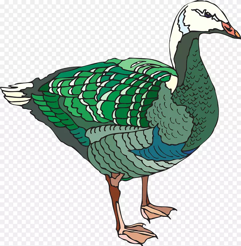 鸭鹅鸟图-彩色鸭