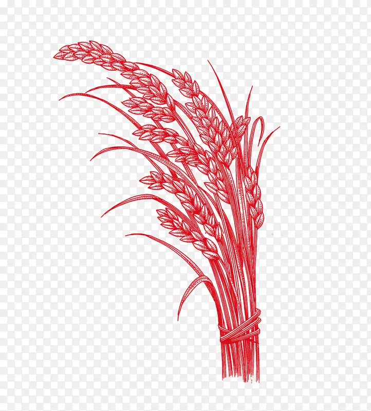 水稻五粒u6742u8c37-红米