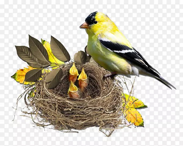 燕窝-黄鸟离开鸟巢