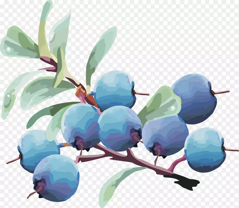蓝莓果实载体蓝莓果实蓝莓