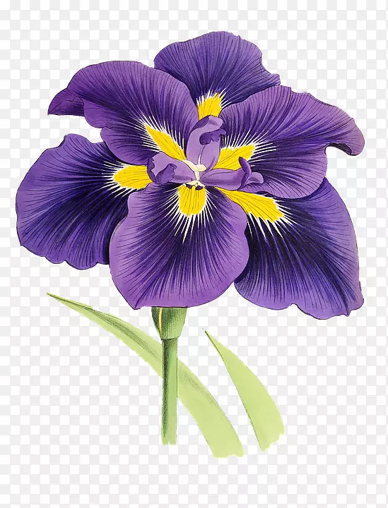 花卉百合剪贴画紫色虹膜