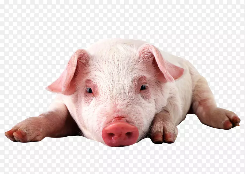 小型猪高清视频显示分辨率1080 p壁纸-凹陷猪