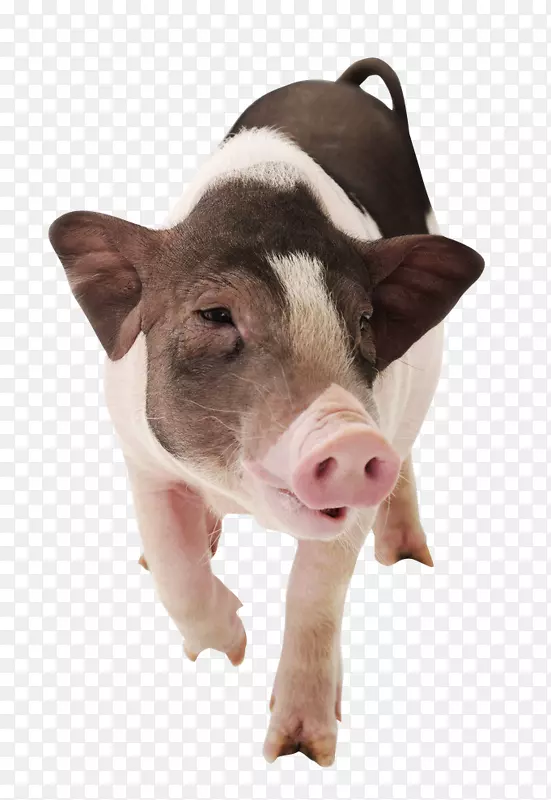 越南锅腹大白猪摄影-愤怒的猪