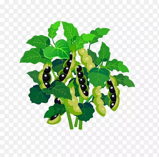 豌豆载体植物豌豆荚植物