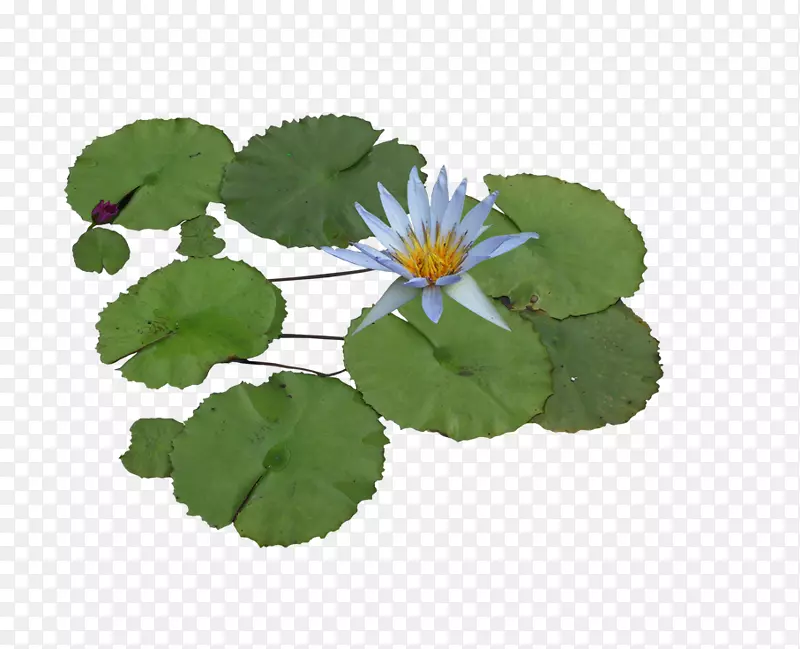 荷花莲水百合水生植物剪贴画-水生莲花