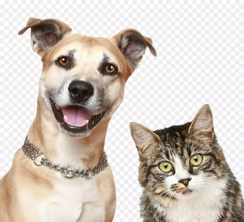 狗猫小狗宠物狗猫PNG图片素材下载_图片编号245696-PNG素材网