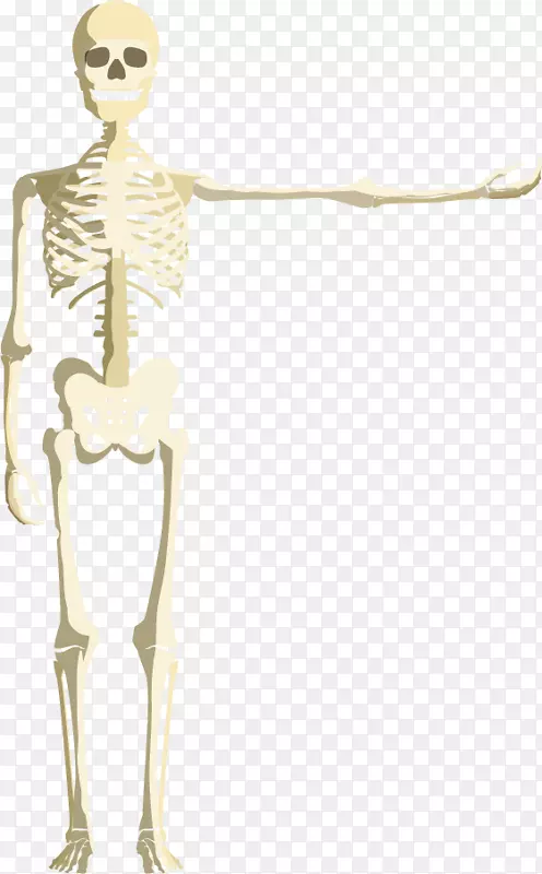 颅骨胼胝体骨骼剪贴画头骨