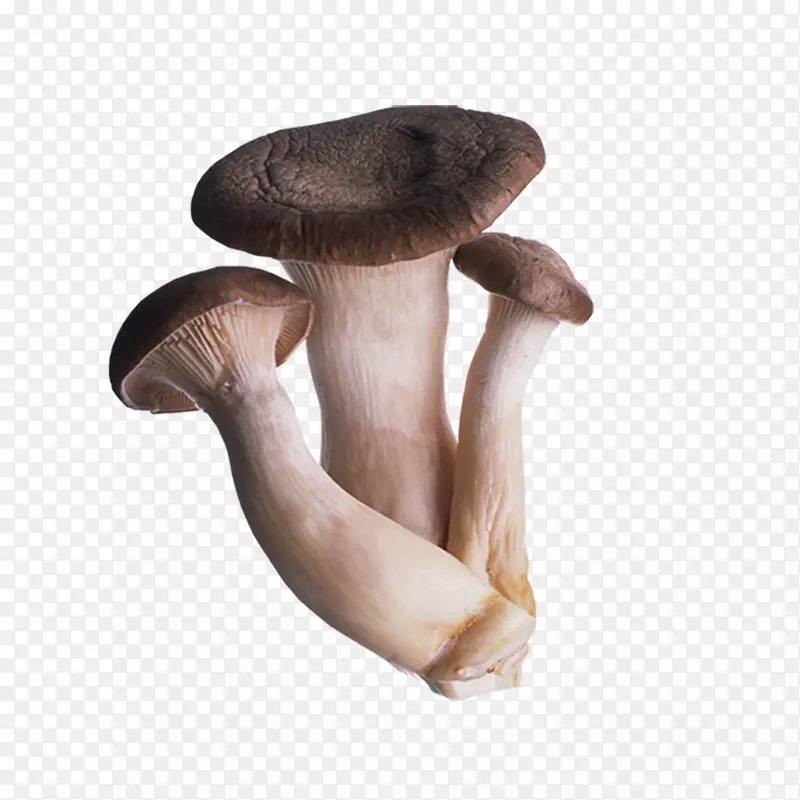 牡蛎菇香菇草菇