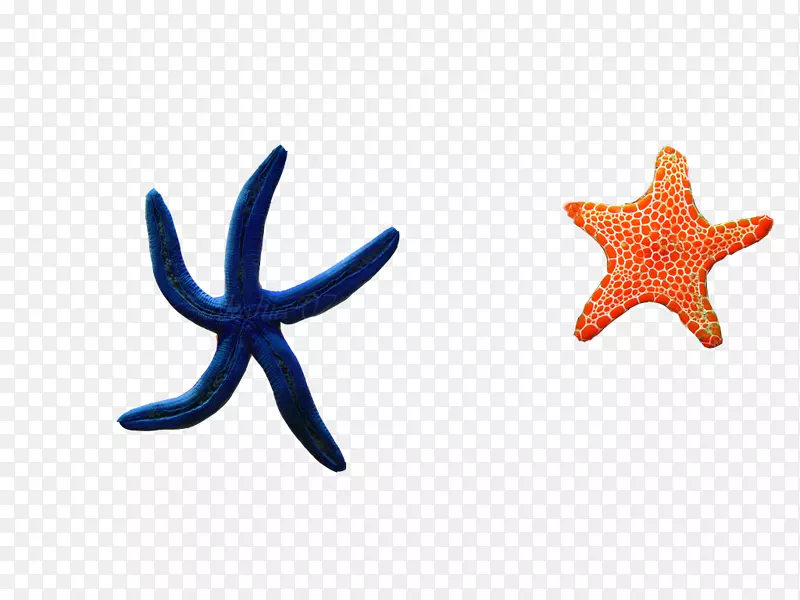海星元素，香港谷歌图片-两只海星
