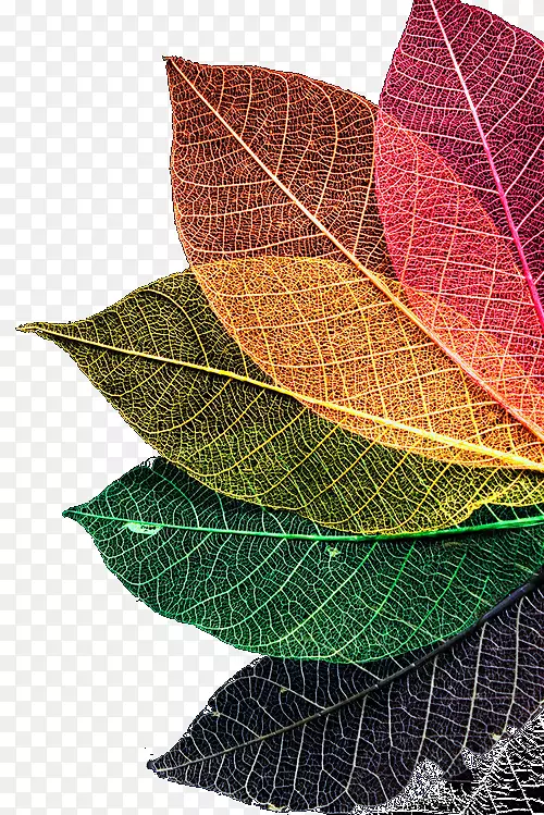 秋天的叶子颜色彩虹秋天的叶子颜色-颜色的叶子纹理