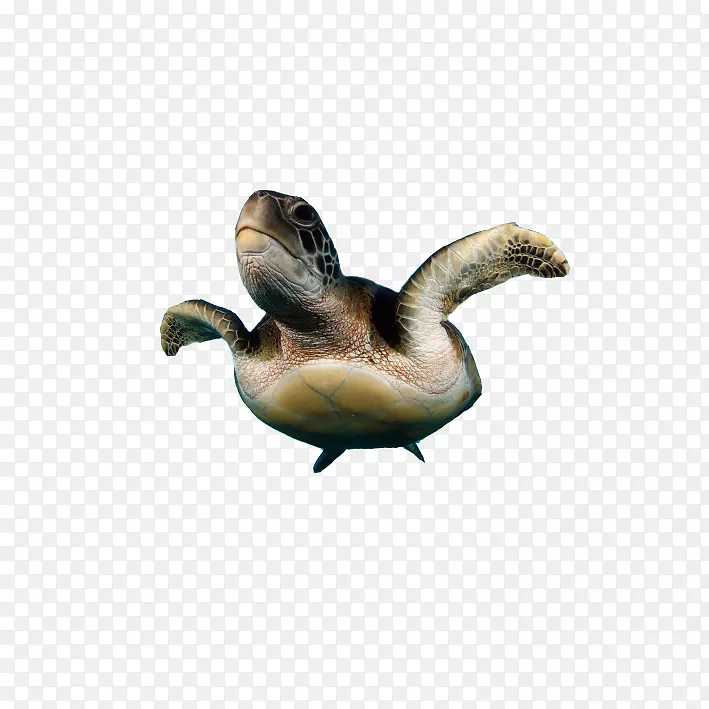 海龟鸭爬行动物类产品