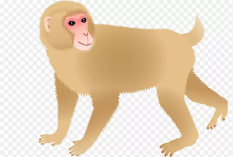 狗猴尾猿下载-猴子