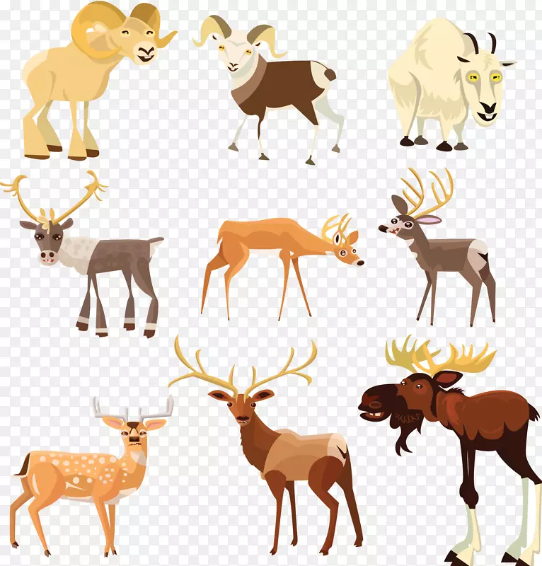 羚羊，麋鹿，驼鹿，有蹄类-藏羚羊，鹿插图