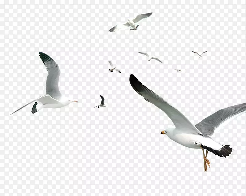 飞鸟鸥群.白色简单海鸥飞鸟装饰图案