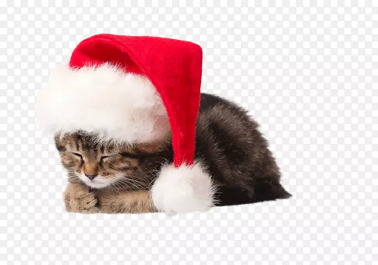 猫圣诞老人小狗圣诞节-免费拉小猫图片材料