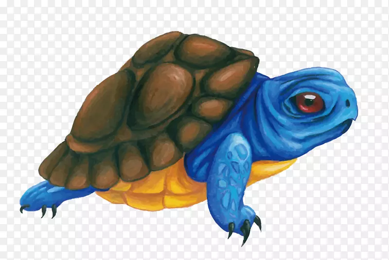 盒形龟图解-蓝海龟