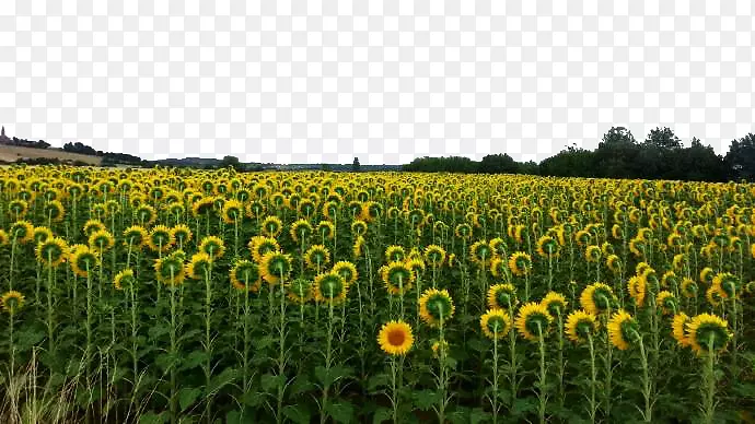 农场草向日葵种子商品景观-向日葵花
