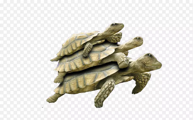 海龟爬行动物谷歌图片图标-3小乌龟