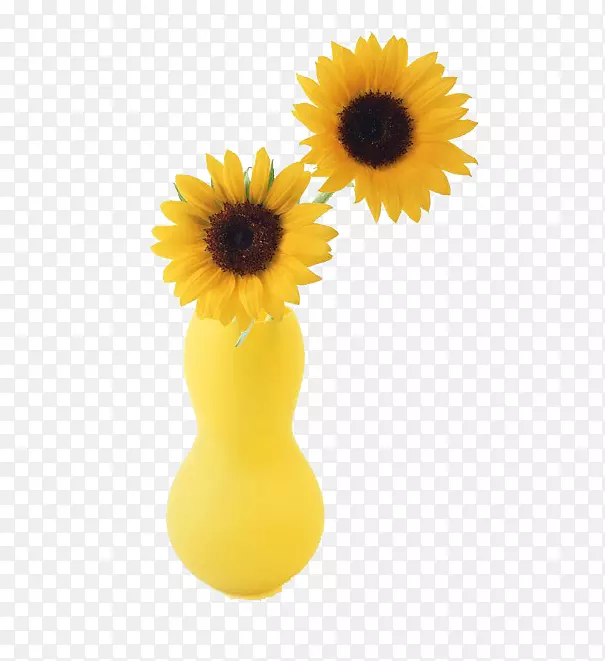 两种向日葵切花普通向日葵花瓶-黄色花瓶