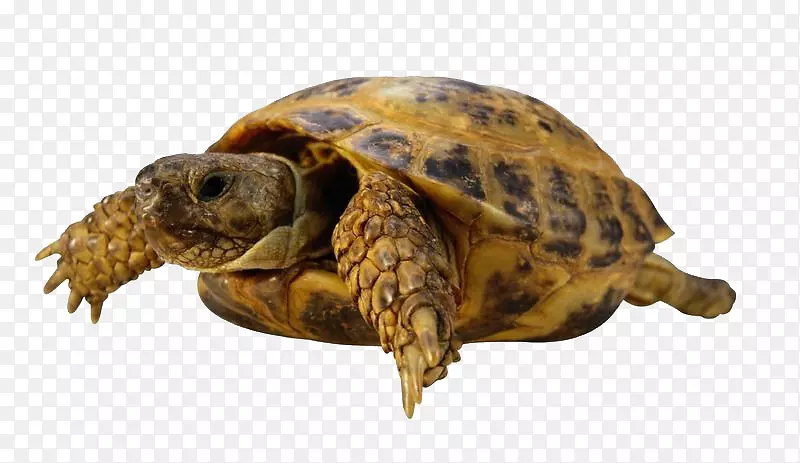 海龟-金龟