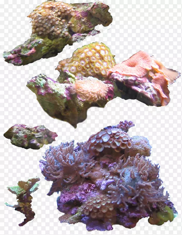 珊瑚海葵摄影剪贴画.深海植物