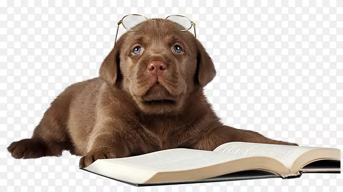 拉布拉多猎犬西伯利亚哈士奇杰克罗素猎犬小狗金毛猎犬阅读小狗