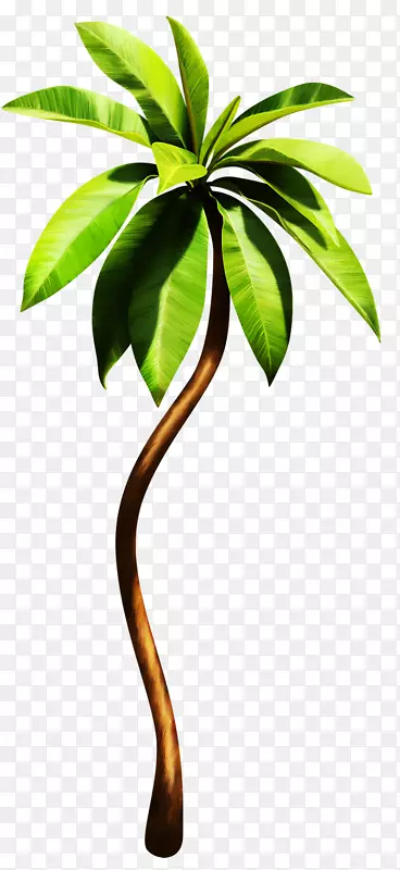 槟榔科植物热带植物-绿色热带植物