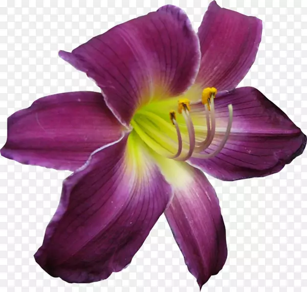 紫花图标-紫色虹膜