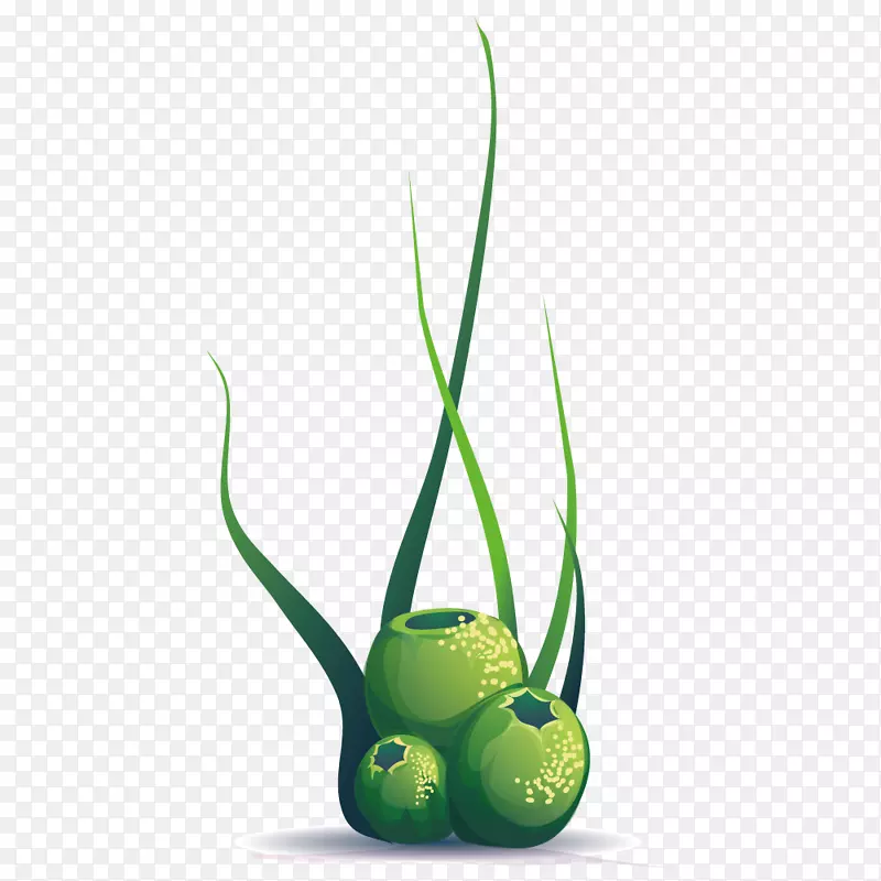 植物球-球形海洋植物