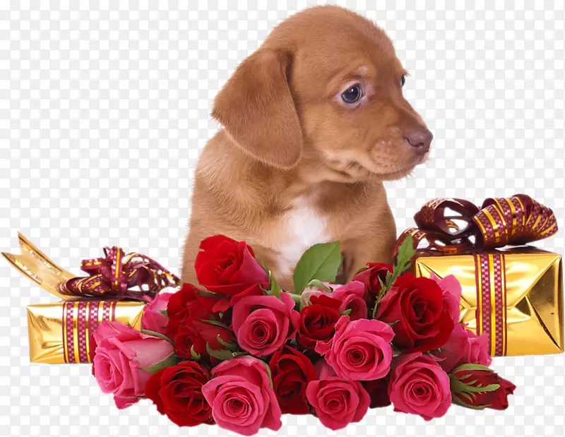 玫瑰插花艺术-带玫瑰的小狗