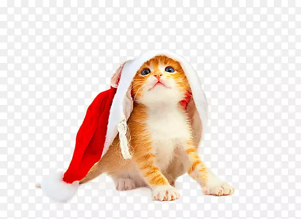 猫小狗小猫圣诞老人狗-圣诞猫