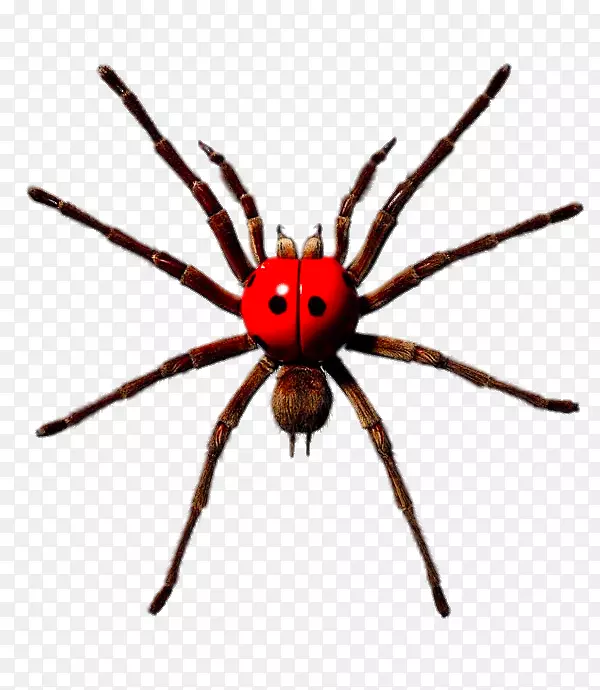 里约热内卢菲亚特汽车广告图片124蜘蛛-一只大蜘蛛