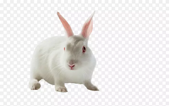 兔月兔