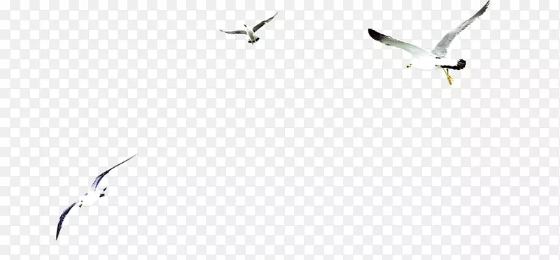 白色品牌喙型鸟